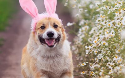Egg-Cellent Tips to Keep Your Pets Safe at Easter