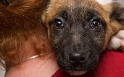 Compassion in Action: Animal Rescue Organizations In Our Community