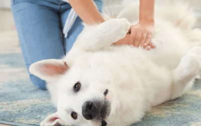 Unleashing the Benefits of Pet Massage