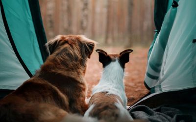 Happy Trails and Wagging Tails: Camping Tips for Dog Owners